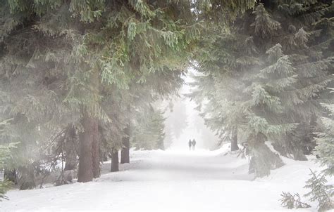 What is Forest Bathing? - The Forest Wellness