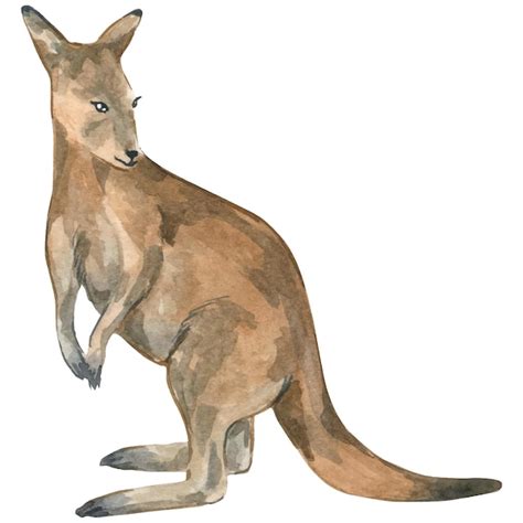 Premium Vector | Watercolor illustration of kangaroo