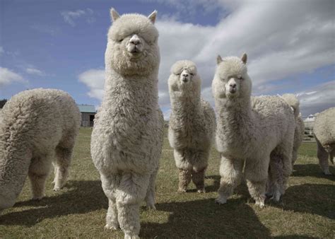 Alpaca Facts (Vicugna pacos)