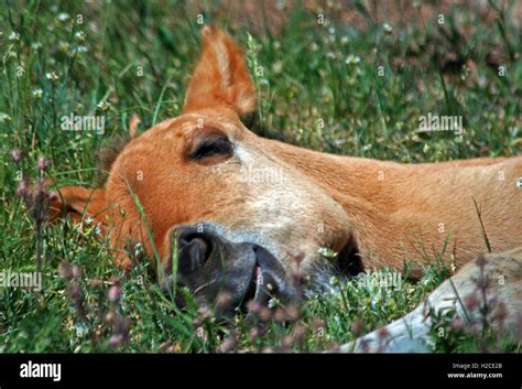 Wild Horse Mustang Buckskin Baby Colt Foal sleeping in the grass on Pryor Mountain Wild Horse ...