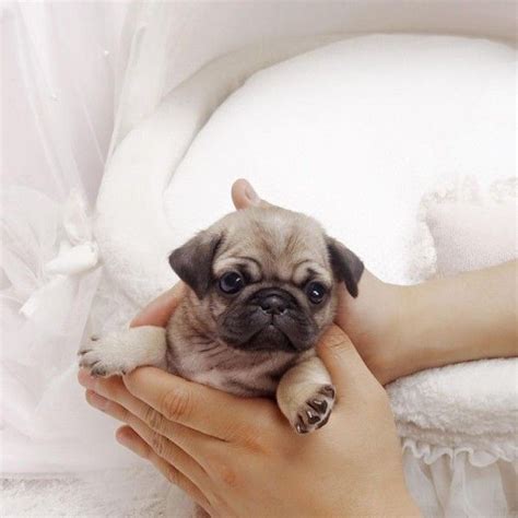 Teacup Pug | Cute pug puppies, Pug puppies, Pug puppies for sale