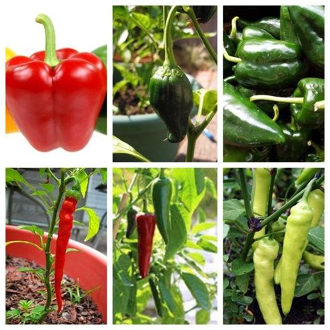 Growing peppers indoors | Vegetable garden tips, Growing peppers