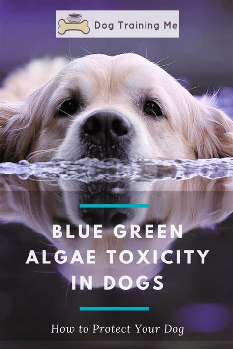 blue green algae toxicity in dogs | Blue green algae, Dog health tips, Dogs