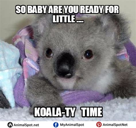 Wet Koala Bear Meme