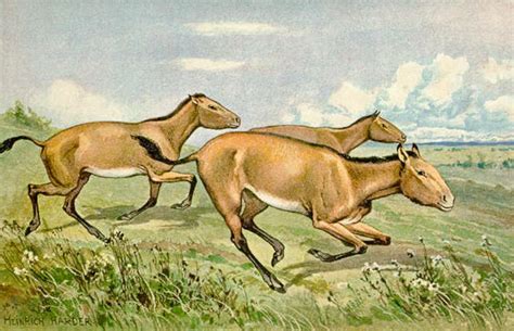 Hipparion is an extinct genus of horse that lived on grassy steppes in North America, Asia ...