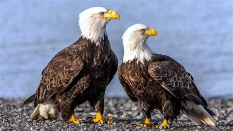 Bald Eagle Interesting Facts