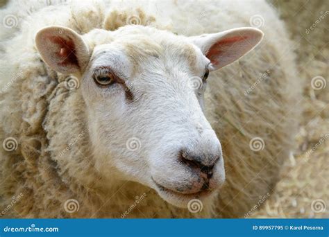 Portrait of Domesticated Sheep on Pasture Stock Image - Image of farm, nature: 89957795