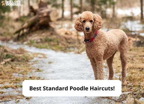 13 Best Standard Poodle Haircuts – With Pictures!