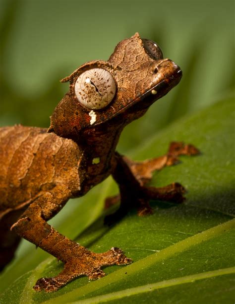 Satanic Leaf-tailed Gecko | San Diego Zoo | Flickr