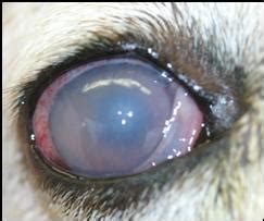 Doggie Glaucoma – PrestonSpeaks.com