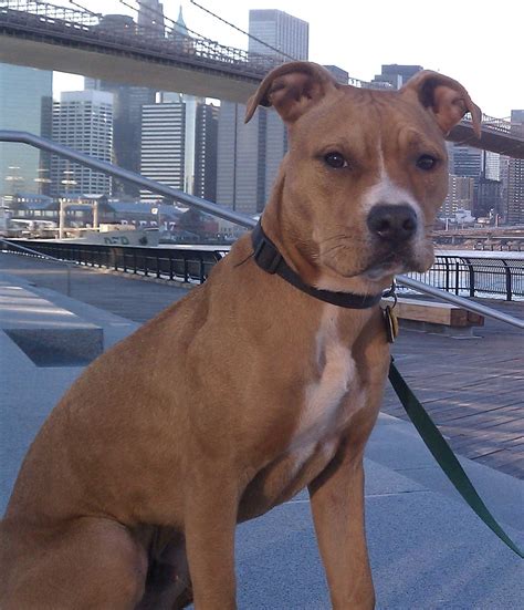 American Pit Bull Terrier Dog Breed » Everything About The Pit Bull