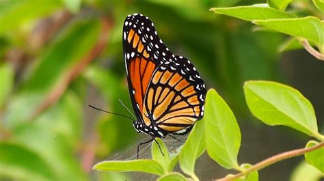 Viceroy Butterfly, description, characteristics, facts, size, photographs