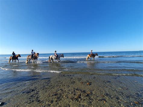 Hack'n Stay Golden Bay, Beach Horse Riding, Camping, Accommodation - Takaka Attractions | localista