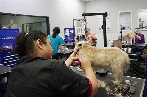 Doggie Grooming – Pearland Barkway