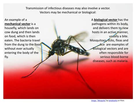 What Is A Biological Vector at Vectorified.com | Collection of What Is A Biological Vector free ...