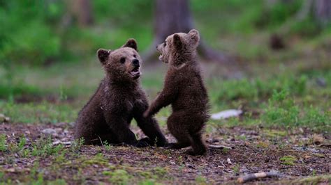 2 bear cubs spark small fire in Banning after climbing up power pole - ABC7 Los Angeles