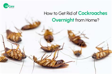 10 Best Ways to Get Rid of Roaches Overnight from Home 2024