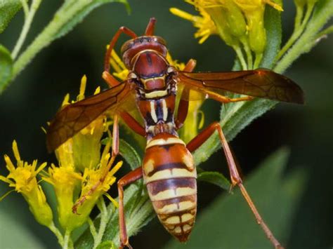 Texas Wasp And Hornet Identification