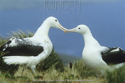 Southern Royal Albatross stock photo - Minden Pictures