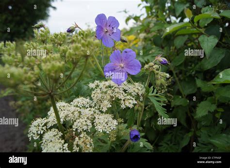 An assortment of wild hedgerow plants. Photograph taken at Haugh ...