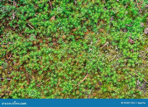 Forest Moss Background Texture Stock Image - Image of detailed ...