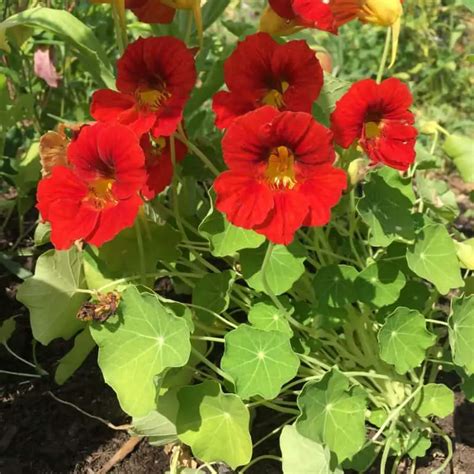 Nasturtium Flowers [Beautiful and Edible] | Family Food Garden