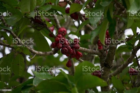 Jambo Tree Where It Presents The Leaves Branches And Red And Small Fruits In The Formation Phase ...