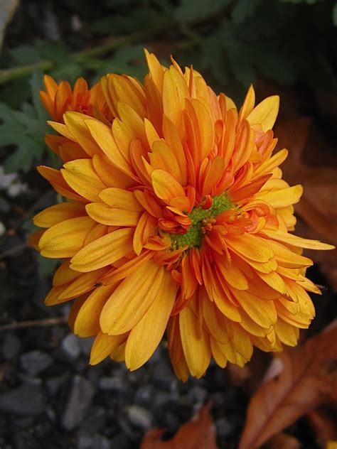 End of the Rainbow | Pretty flowers, Chrysanthemum, Rainbow