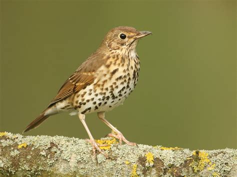 Song Thrush Bird Facts (Turdus philomelos) | Bird Fact