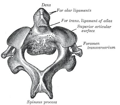 Axis (anatomy) - wikidoc