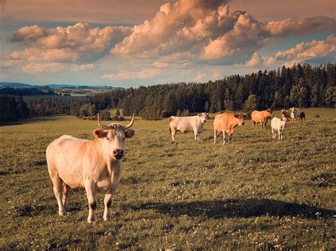 Cows On Pasture Free Stock Photo - Public Domain Pictures