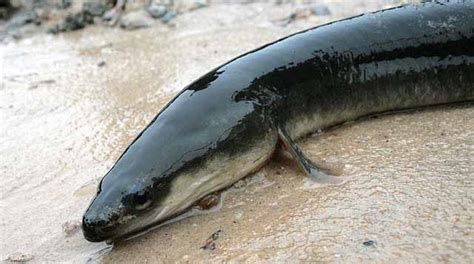 Profile: American Eel | Massachusetts Wildlife Climate Action Tool