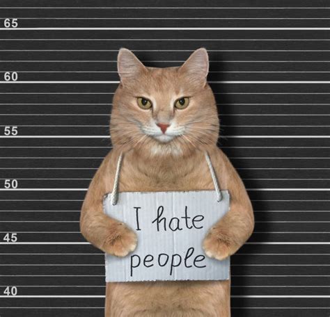 Very Angry Ginger Cat Stock Photos, Pictures & Royalty-Free Images - iStock