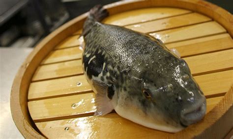 Puffer Fish Sushi Name