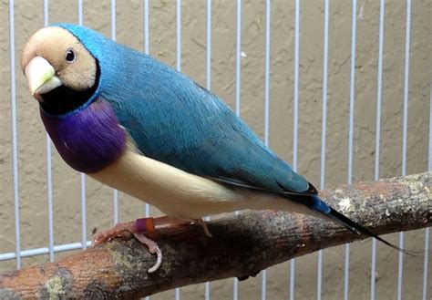 Blue Gouldian Finch