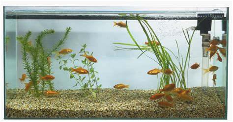 Aquarium Basics: Types of Filtration Systems