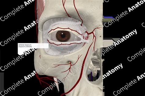 Orbital Septum | Complete Anatomy