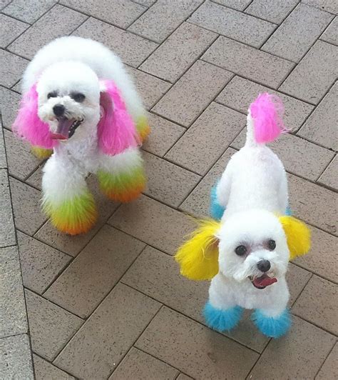 Dog Hair Dye, Dog Dye, Dyed Hair, Dog Grooming Business, Pet Grooming ...