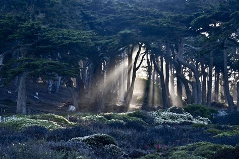 Rays Of Sun Through Trees Free Stock Photo - Public Domain Pictures