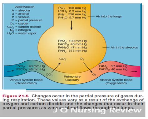 JQ Nursing Review: A&P Lecture 4.2: Gas Exchange