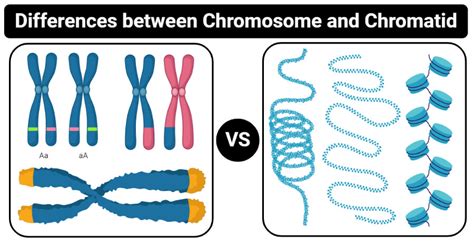 Chromatin And Chromosomes