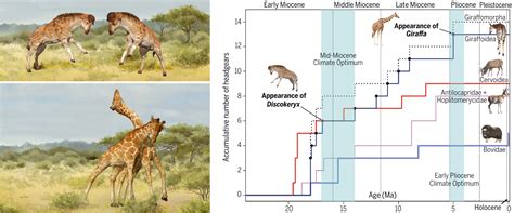 Sexual selection promotes giraffoid head-neck evolution and ecological ...