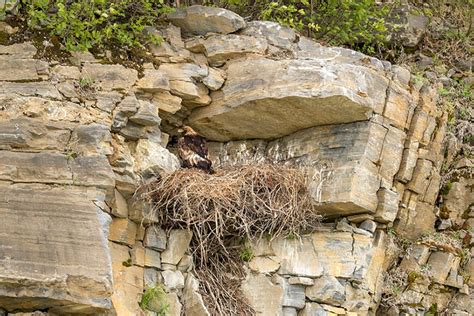 Golden Eagle Habitat and Range in North America - Avian Report