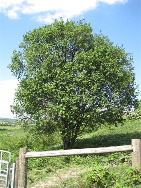 Purging Buckthorn - Tree Guide UK Purging Buckthorn tree identification