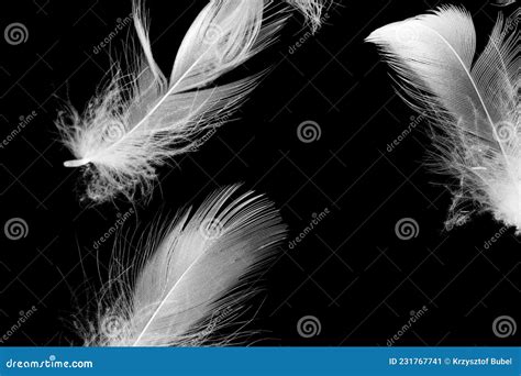 White Duck Feathers on a Black Isolated Background Stock Image - Image ...