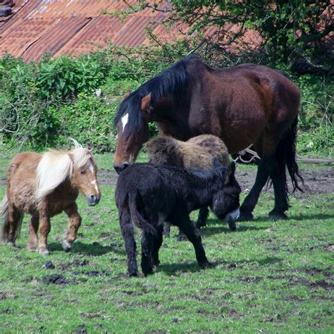 SHIRE HORSE FARM AND CARRIAGE MUSEUM (2024) All You Need to Know BEFORE You Go (with Photos)