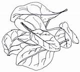 Spinach Coloring Pages Sketch Page sketch template