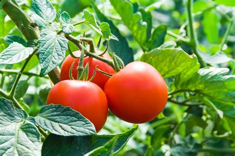 Cuando a los vegetales de plantas: una guía para la siembra y cosecha ...