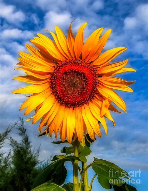 Blooming Sunflower Photograph by Adrian Evans | Fine Art America