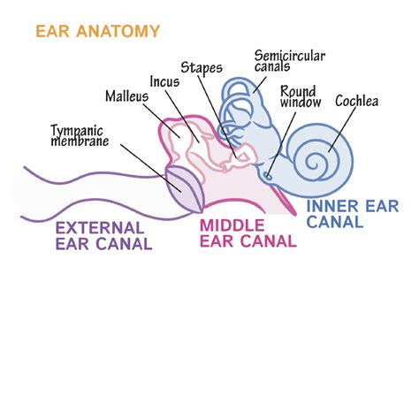 Ear Anatomy Oval Window